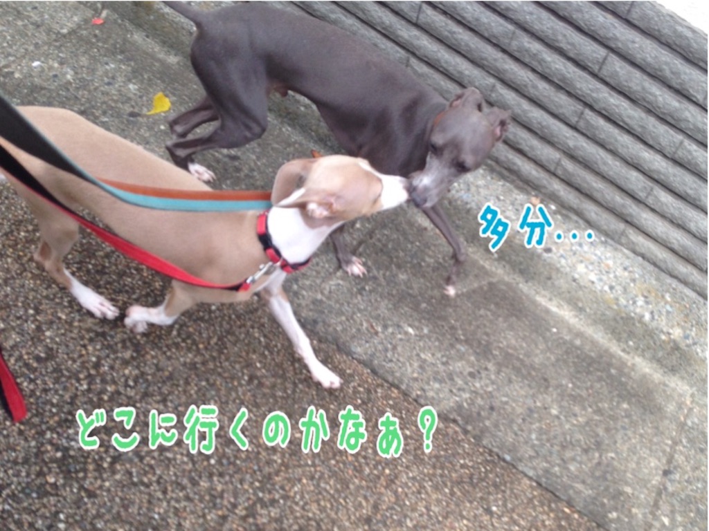 f:id:gino-ig:20161001234720j:image f:id:gino-ig:20161001234720j:image