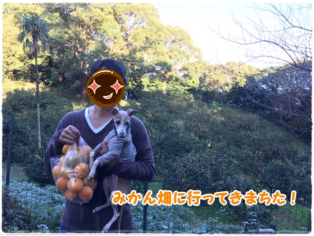 f:id:gino-ig:20161112230602j:plain f:id:gino-ig:20161112230602j:plain