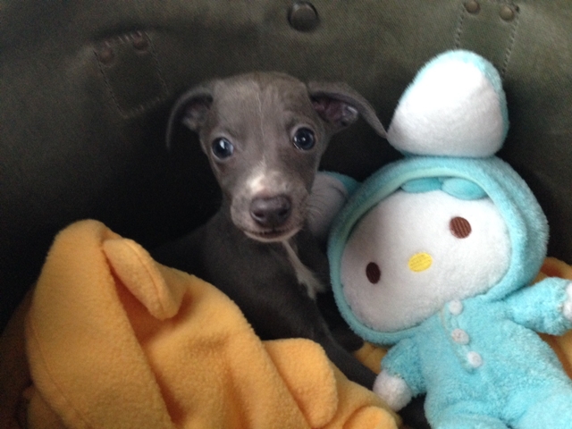 f:id:gino-ig:20161206215521j:plain f:id:gino-ig:20161206215521j:plain