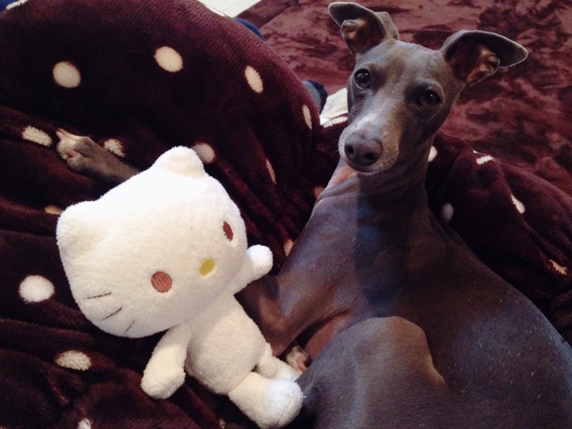 f:id:gino-ig:20161206215706j:plain f:id:gino-ig:20161206215706j:plain