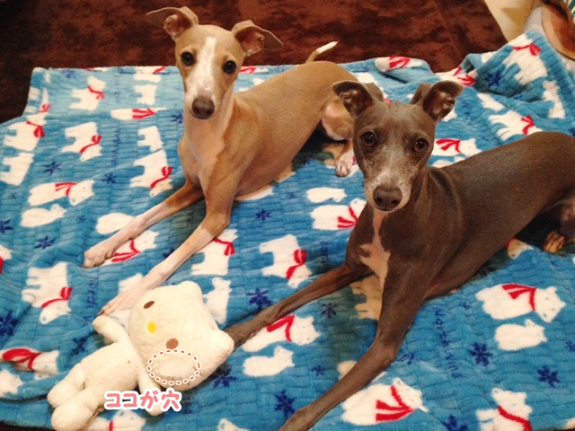 f:id:gino-ig:20161206215809j:plain f:id:gino-ig:20161206215809j:plain