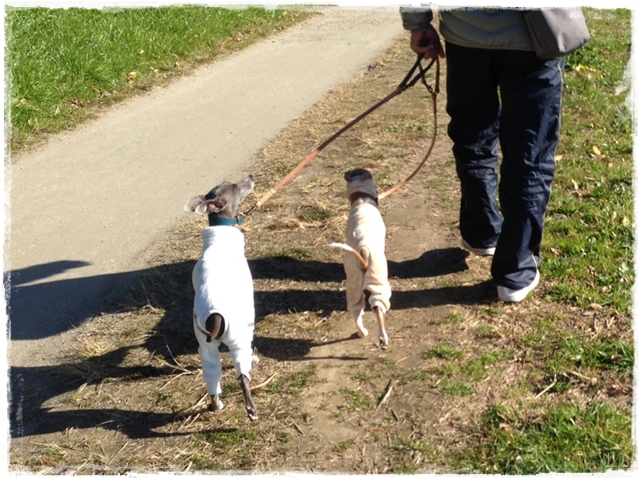 f:id:gino-ig:20161215233524j:plain