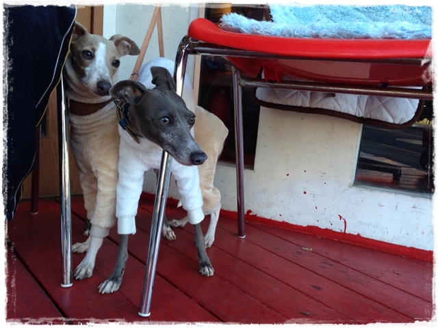 f:id:gino-ig:20161215233751j:plain