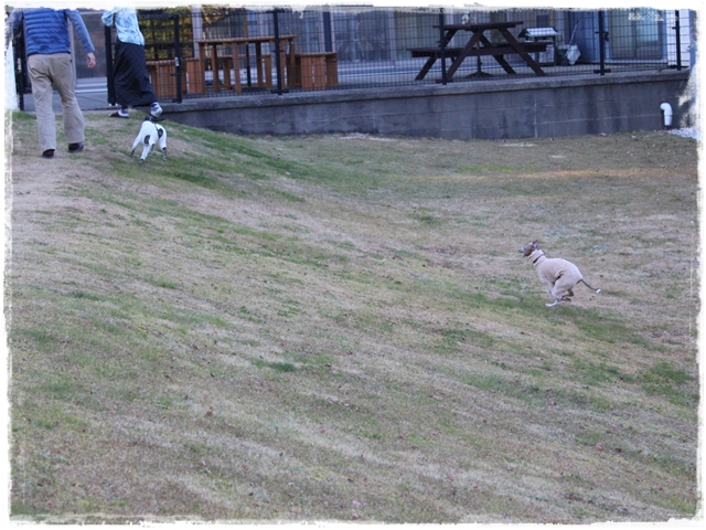 f:id:gino-ig:20161220225811j:plain