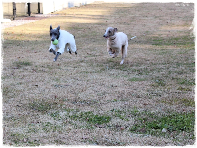 f:id:gino-ig:20161220225906j:plain