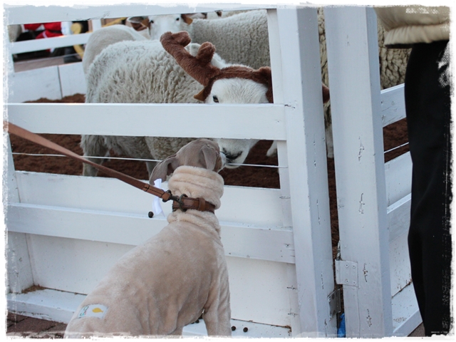 f:id:gino-ig:20161220231210j:plain