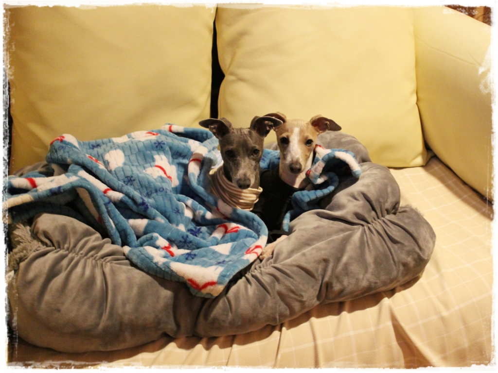 f:id:gino-ig:20161220232430j:plain