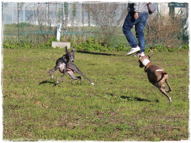 f:id:gino-ig:20161223000026j:plain