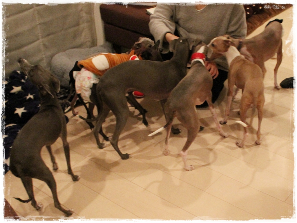 f:id:gino-ig:20161226232921j:plain f:id:gino-ig:20161226232921j:plain