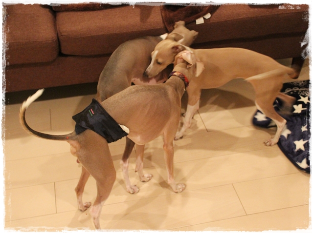 f:id:gino-ig:20161226234953j:plain f:id:gino-ig:20161226234953j:plain