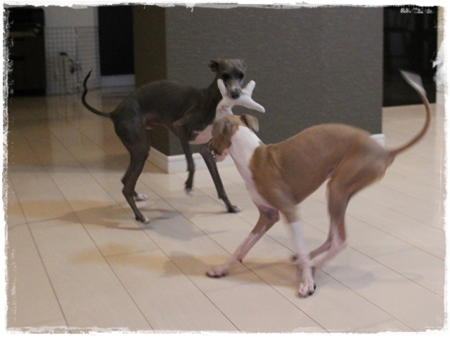 f:id:gino-ig:20161227235821j:plain