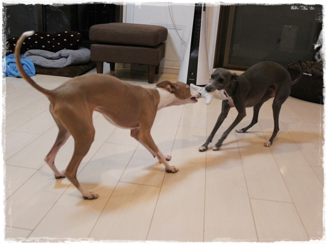 f:id:gino-ig:20161227235906j:plain