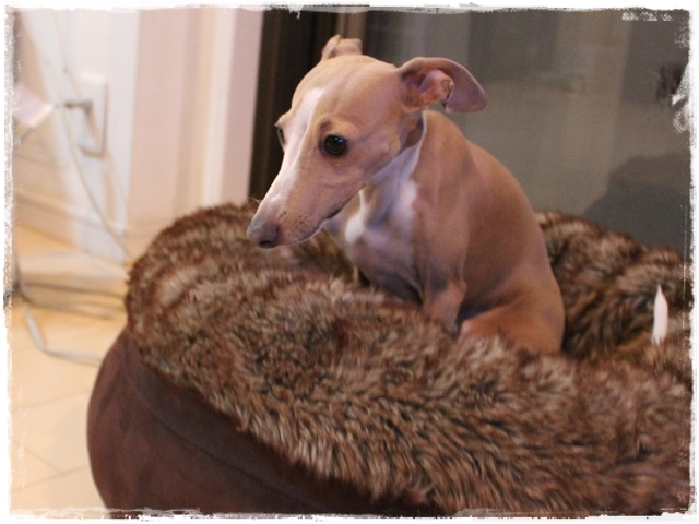 f:id:gino-ig:20161228000029j:plain