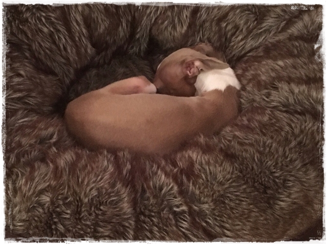 f:id:gino-ig:20161228000059j:plain