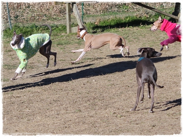 f:id:gino-ig:20170102233139j:plain f:id:gino-ig:20170102233139j:plain