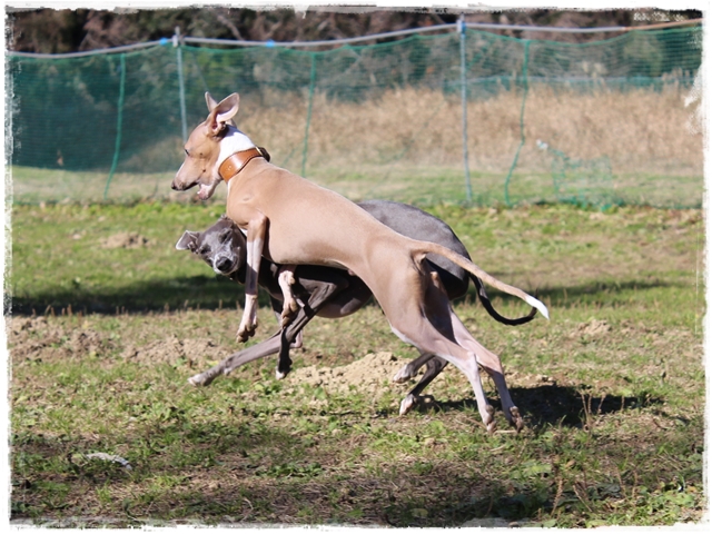 f:id:gino-ig:20170102233219j:plain f:id:gino-ig:20170102233219j:plain