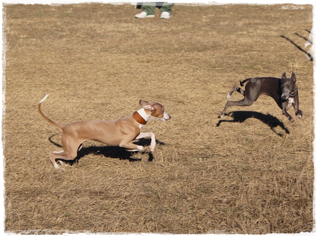 f:id:gino-ig:20170102233528j:plain f:id:gino-ig:20170102233528j:plain