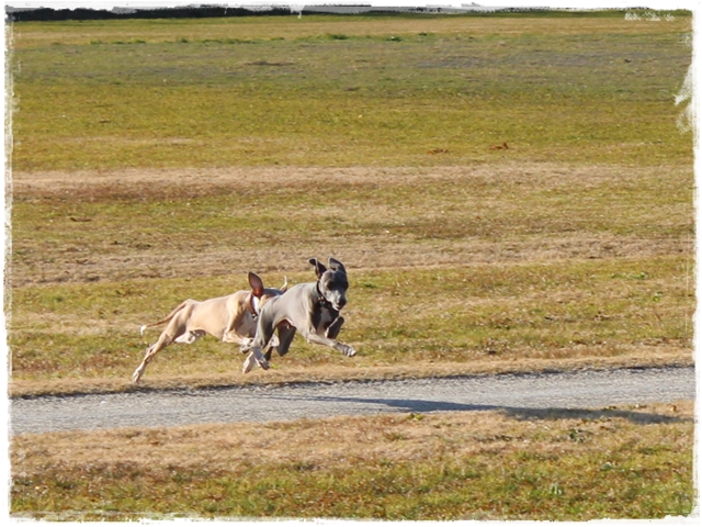 f:id:gino-ig:20170104224427j:plain