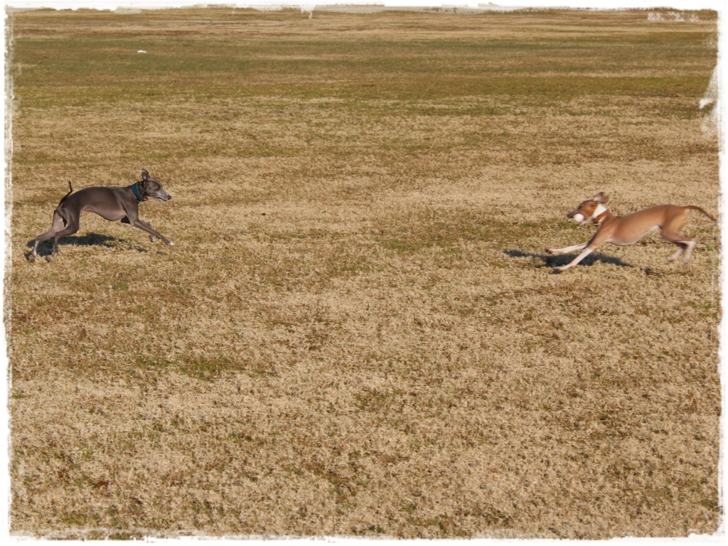 f:id:gino-ig:20170104224948j:plain