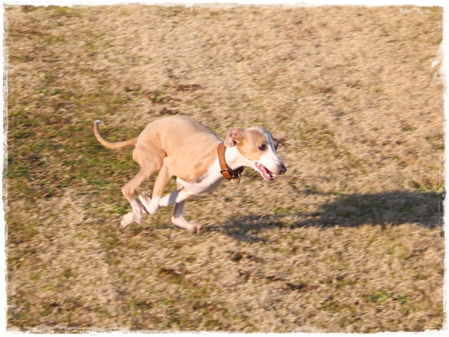 f:id:gino-ig:20170104225244j:plain