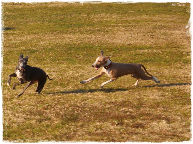 f:id:gino-ig:20170104225527j:plain