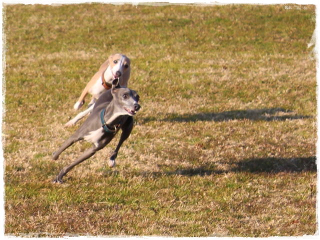 f:id:gino-ig:20170104231251j:plain