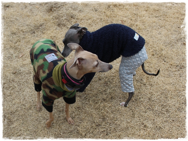 f:id:gino-ig:20170110233233j:plain