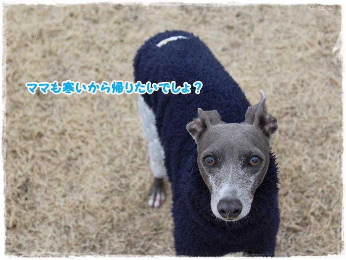 f:id:gino-ig:20170110233619j:plain