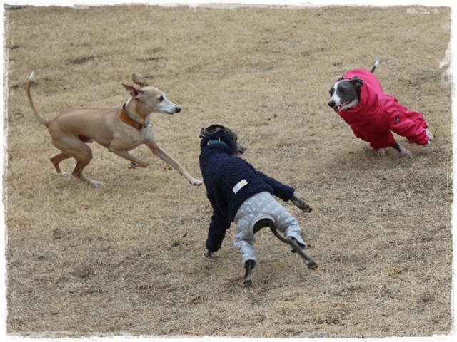 f:id:gino-ig:20170110233848j:plain