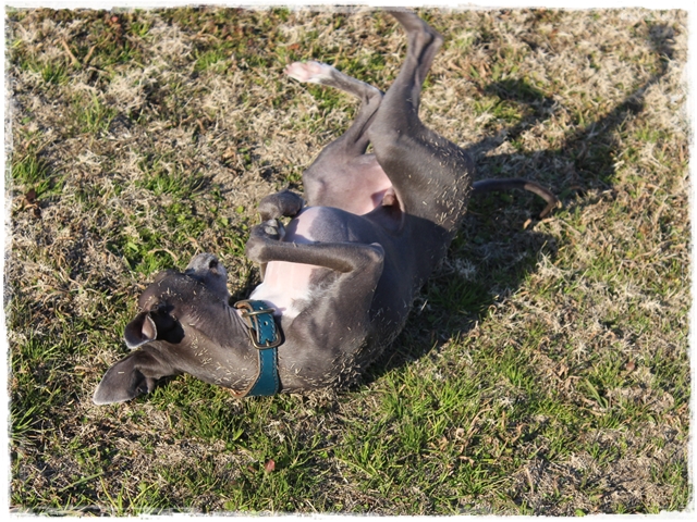 f:id:gino-ig:20170112231645j:plain