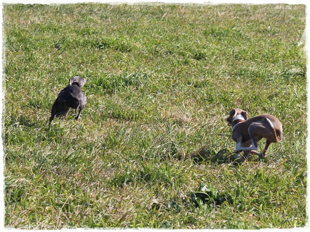 f:id:gino-ig:20170112232052j:plain