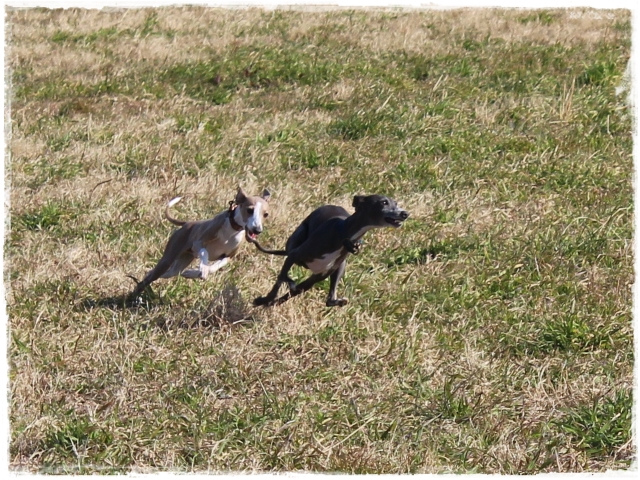 f:id:gino-ig:20170112232243j:plain