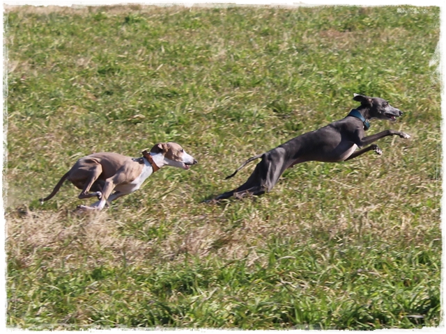 f:id:gino-ig:20170112233236j:plain