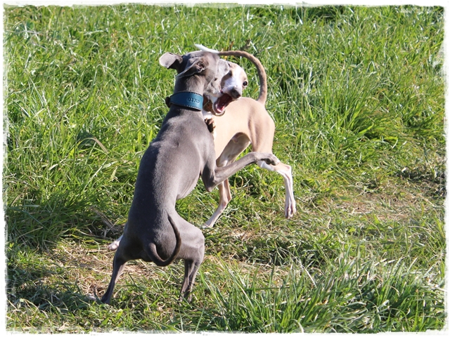 f:id:gino-ig:20170112233456j:plain