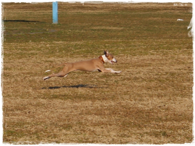 f:id:gino-ig:20170114235149j:plain