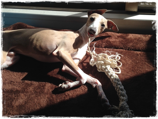 f:id:gino-ig:20170114235604j:plain