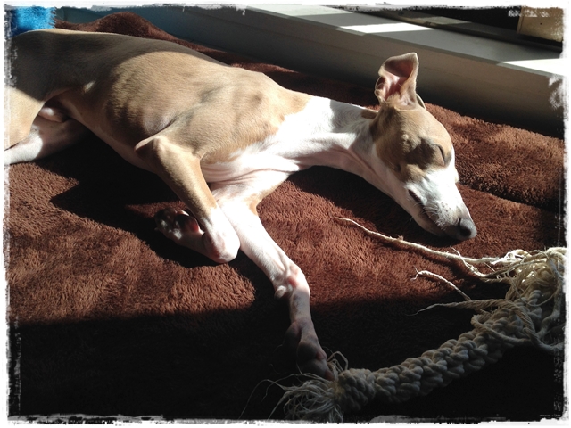 f:id:gino-ig:20170114235632j:plain