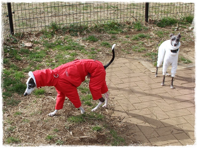 f:id:gino-ig:20170115212902j:plain