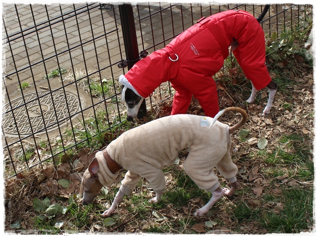 f:id:gino-ig:20170115212954j:plain