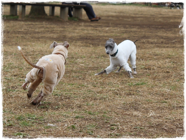 f:id:gino-ig:20170115213104j:plain