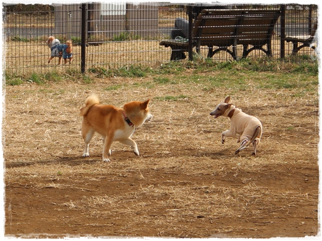 f:id:gino-ig:20170115213338j:plain