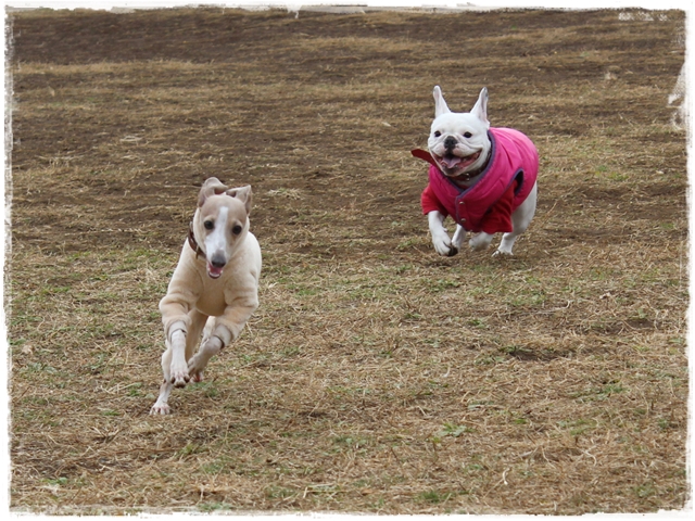 f:id:gino-ig:20170115213359j:plain