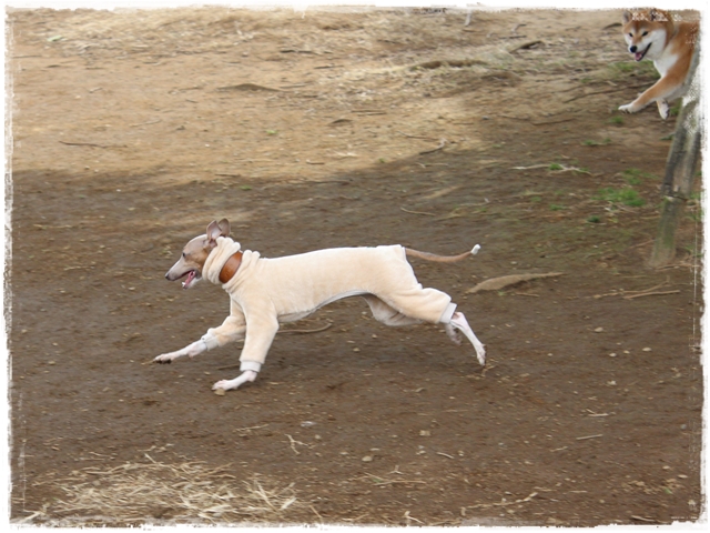 f:id:gino-ig:20170115213503j:plain