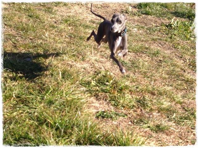 f:id:gino-ig:20170117223331j:plain