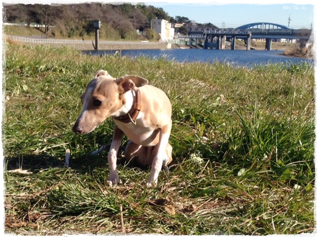 f:id:gino-ig:20170117223403j:plain