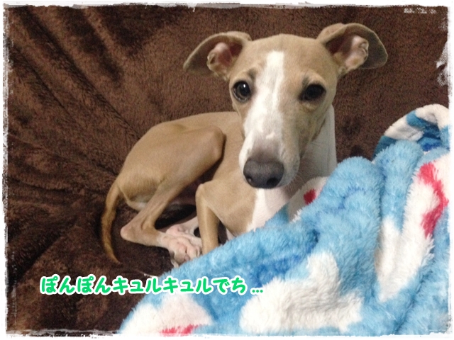 f:id:gino-ig:20170117224601j:plain