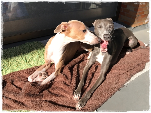 f:id:gino-ig:20170126230802j:plain f:id:gino-ig:20170126230802j:plain