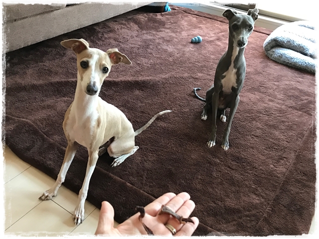 f:id:gino-ig:20170126231403j:plain f:id:gino-ig:20170126231403j:plain