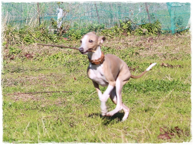 f:id:gino-ig:20170127225443j:plain f:id:gino-ig:20170127225443j:plain