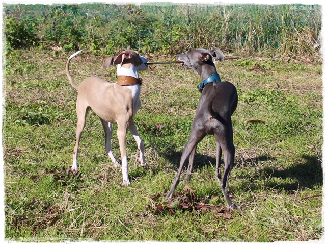 f:id:gino-ig:20170127225646j:plain f:id:gino-ig:20170127225646j:plain